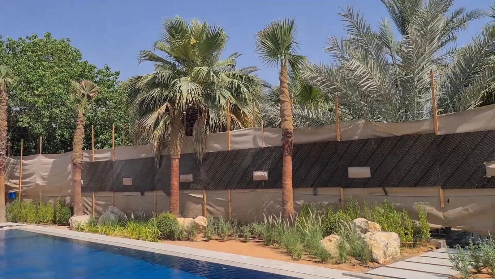 Washingtonia palms along the pool